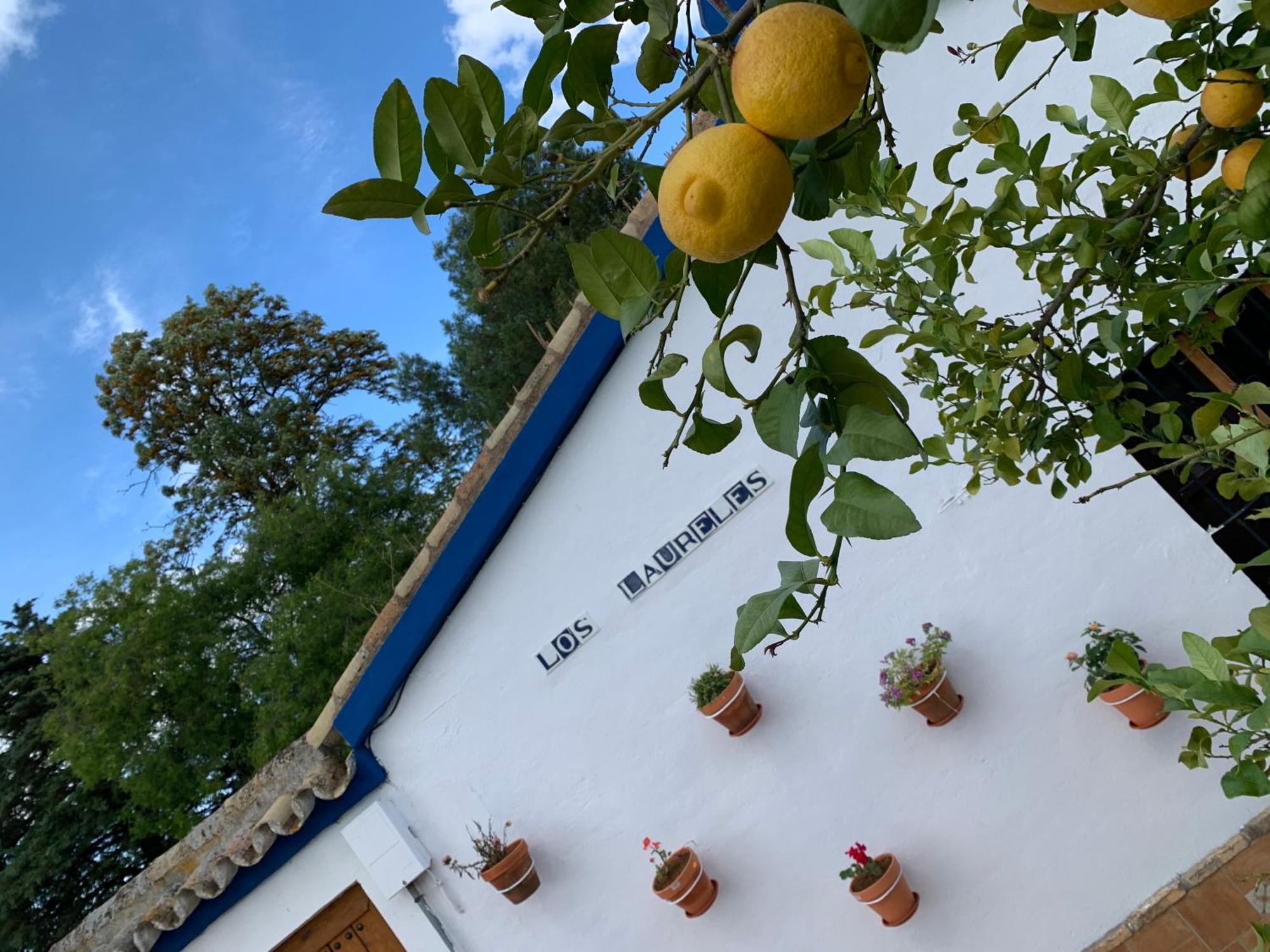 Casa Los Laureles Pilas Ngoại thất bức ảnh